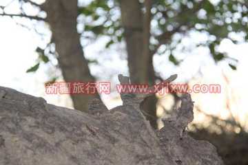 南疆环线考察之旅3,图五