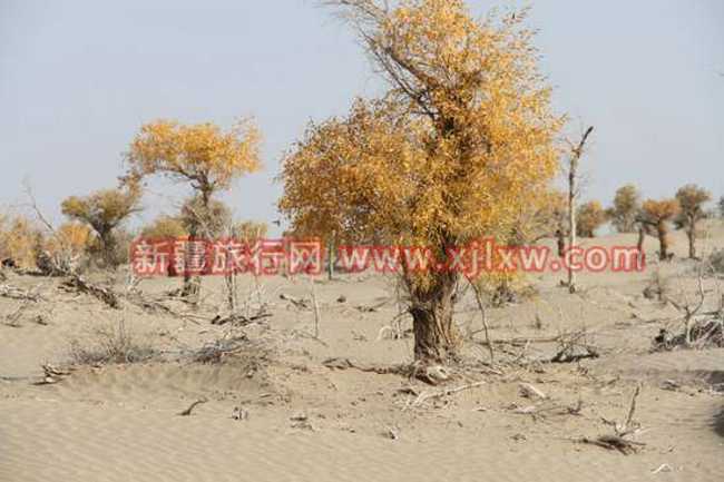 金秋十月南疆之旅（九）,图六