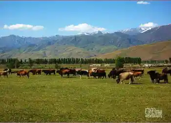 新疆旅游去沙漠看胡杨,图八