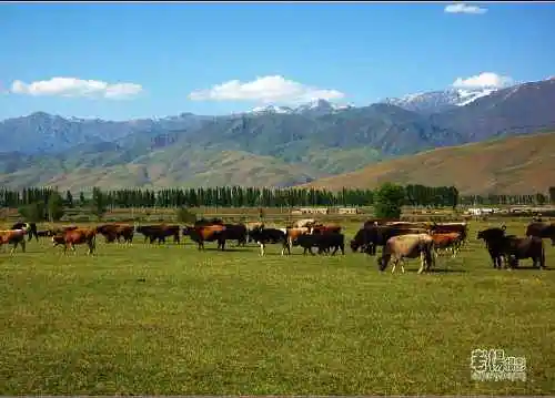 新疆旅游去沙漠看胡杨