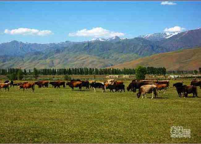 新疆旅游去沙漠看胡杨,图八