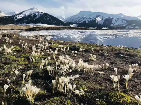四月那拉提野百合