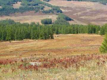 喀纳斯湖怪,图十