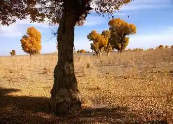 穿越塔克拉玛干,图八