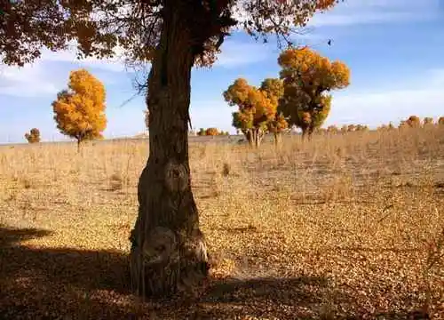 穿越塔克拉玛干