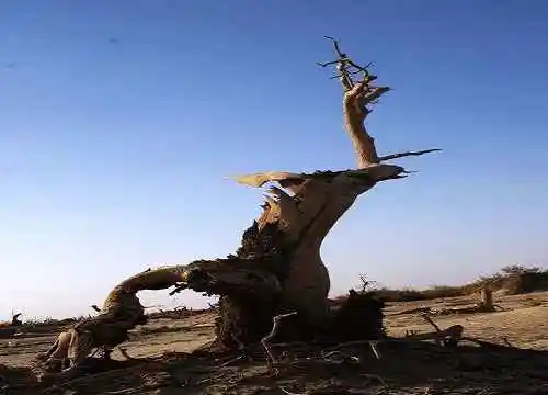 无边南疆大漠游