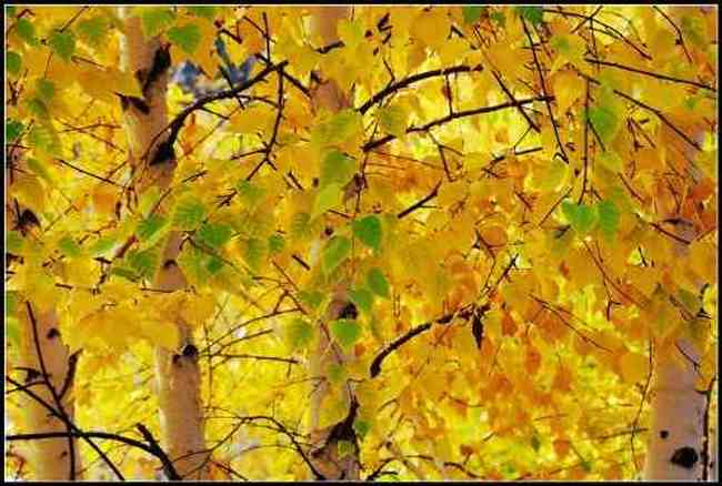 神的自留地--冷暖色的禾木,图二十九