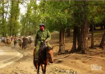 新疆旅游去沙漠看胡杨,图二十三