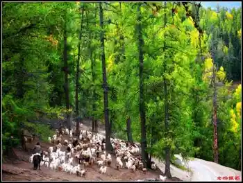 在喀纳斯亲眼目睹迁徙——迁徙（上）,图二