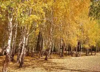 传说中的快乐天堂,图十二