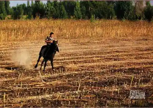 新疆旅游去沙漠看胡杨