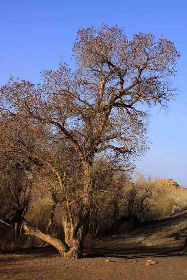 新疆自驾之旅1,图十