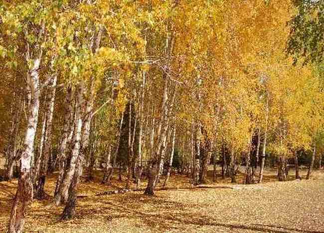 北疆梦幻般的境地,图六