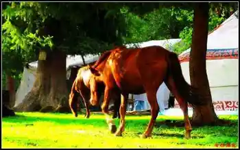 避暑胜地的牧民部落厍尔德宁,图三