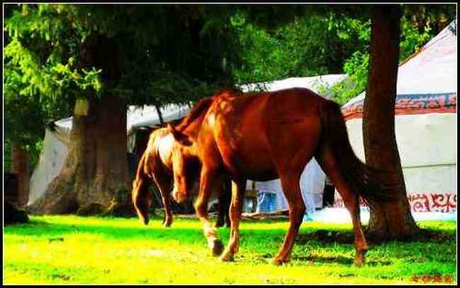 避暑胜地的牧民部落厍尔德宁,图三