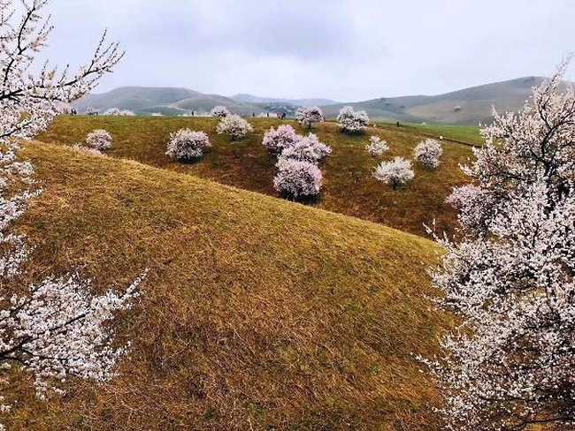 北疆伊犁吐尔根野杏花游