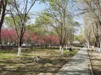 乌鲁木齐市河滩春末林带俏