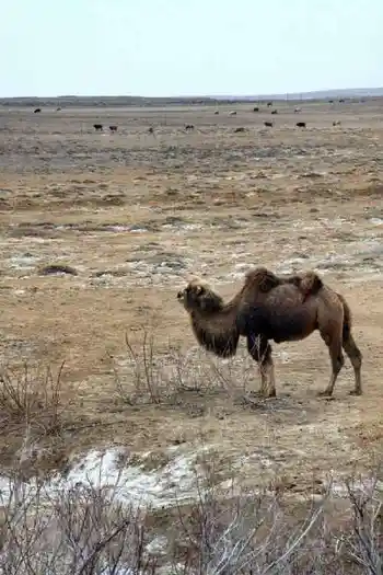 新疆自驾之旅三,图十四