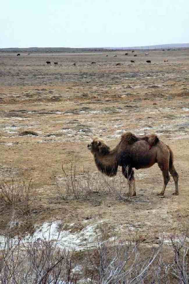 新疆自驾之旅三,图十四