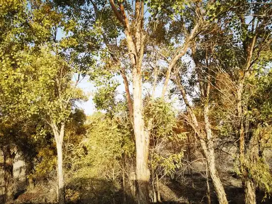 南疆大环游 阿拉尔到库尔勒