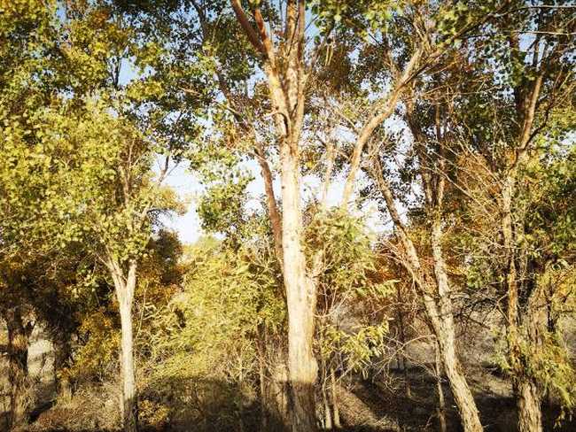 南疆大环游 阿拉尔到库尔勒