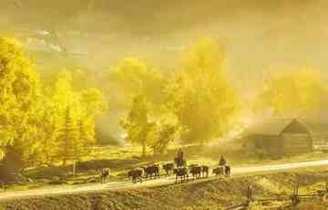 最想回忆的喀纳斯-红叶飘飞的日子,图八