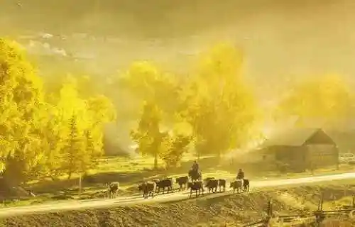 最想回忆的喀纳斯－红叶飘飞的日子