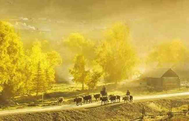 最想回忆的喀纳斯-红叶飘飞的日子,图八