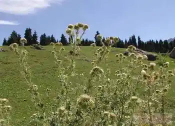 新疆边界上的美丽风光,图六