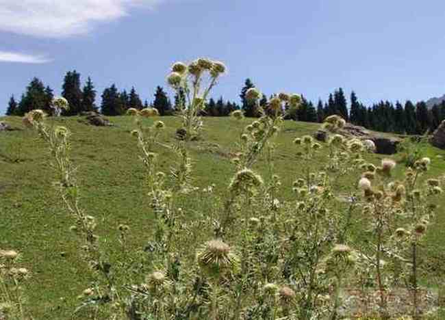 新疆边界上的美丽风光,图六