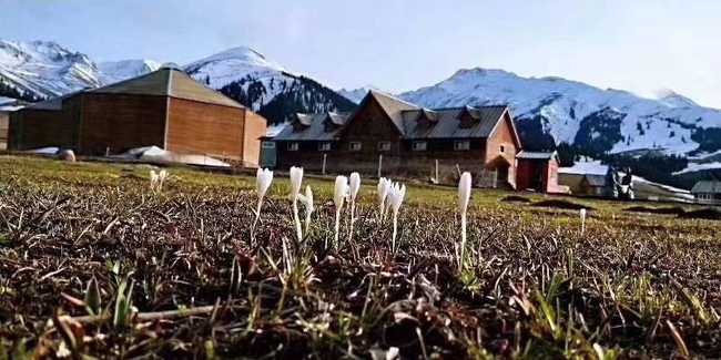 四月那拉提野百合