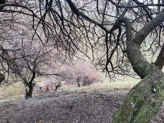 游吐尔根观杏花