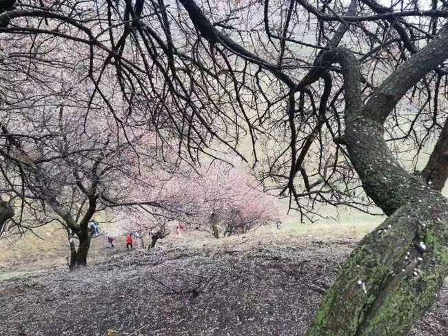 游吐尔根观杏花