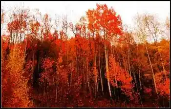 神的自留地--冷暖色的禾木,图二十五