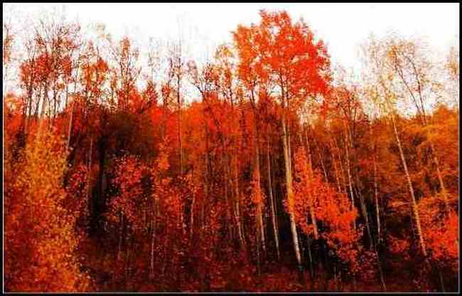 神的自留地--冷暖色的禾木,图二十五