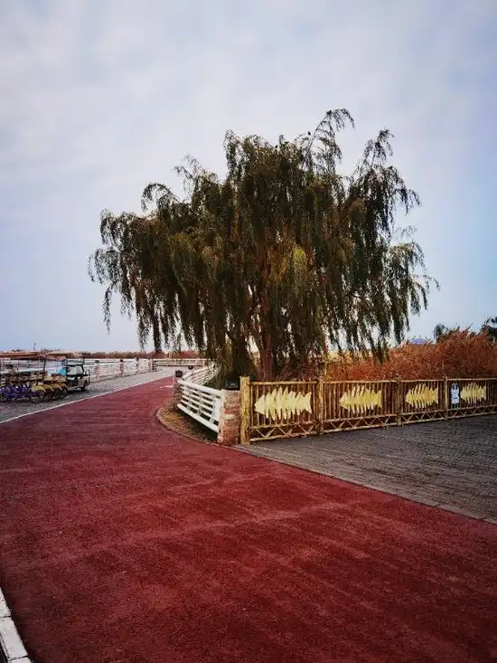 第五天游博斯腾湖大河口