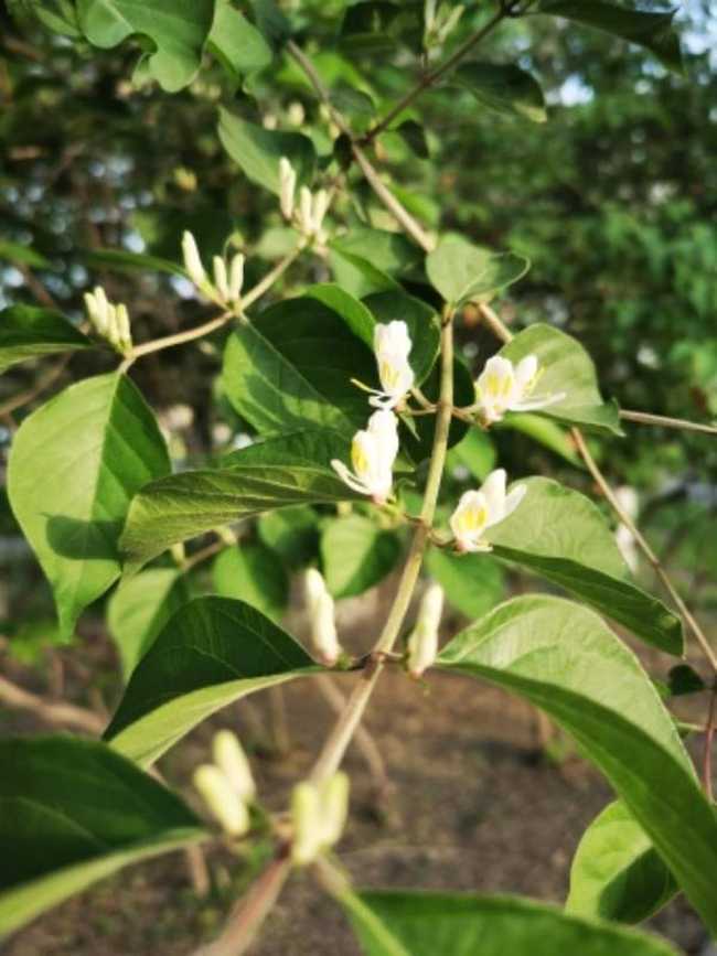 感天地始交 看万物并秀 美丽乌鲁木齐市一瞥