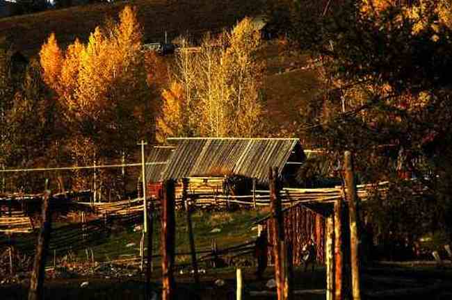 白哈巴西边的太阳落山岗,图十四