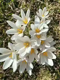 四月那拉提野百合