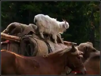 在喀纳斯亲眼目睹迁徙——迁徙（上）,图八