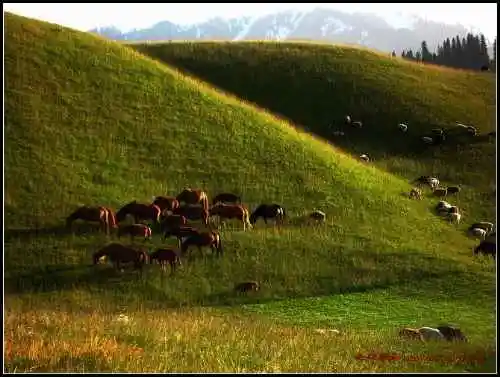 我拍的草原和少女那拉提