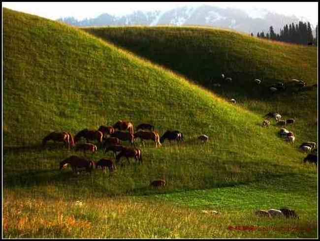 我拍的草原和少女那拉提,图二