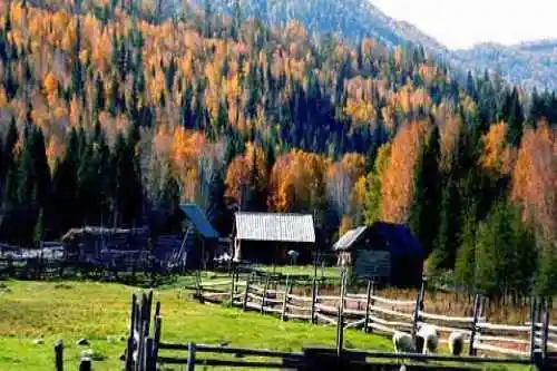 最想回忆的喀纳斯－红叶飘飞的日子