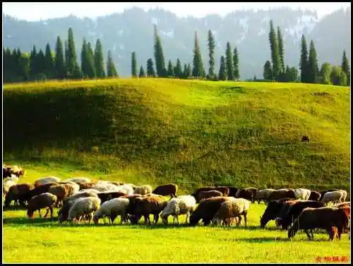 有太阳绿草的地方那拉提草原