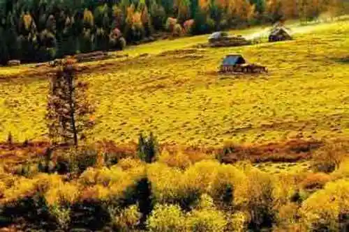 最想回忆的喀纳斯－红叶飘飞的日子