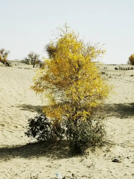 南疆大环游 和田到阿拉尔