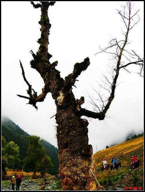 天然牧场南山风景区西柏杨沟,图八