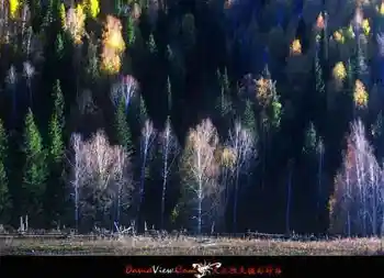 进入新疆喀纳斯,图四