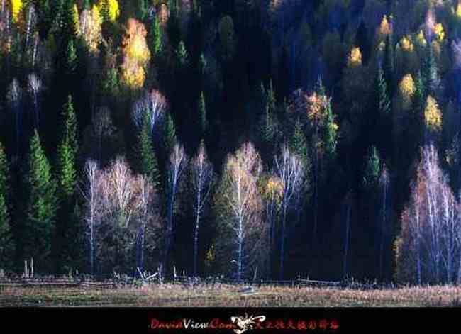 进入新疆喀纳斯,图四