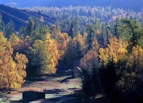 最想回忆的喀纳斯－红叶飘飞的日子